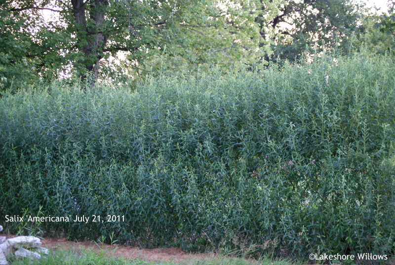 Willows Living Willow Fence one year later.......
