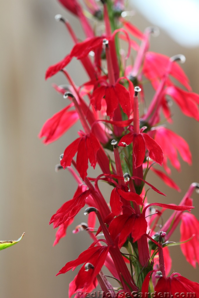 Red House Garden Cardinal Flower