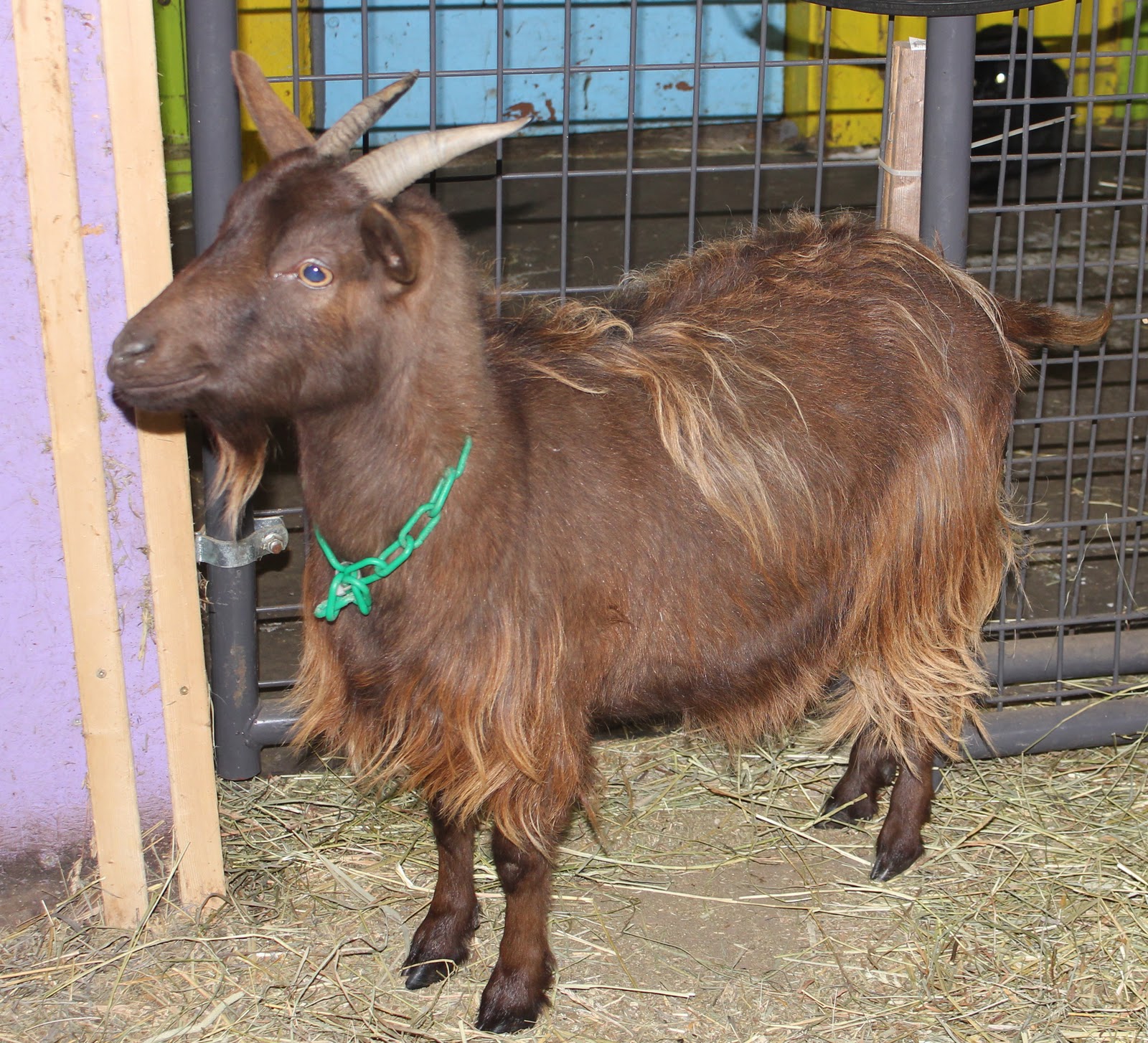 Black Jack Stables That'll teach me...