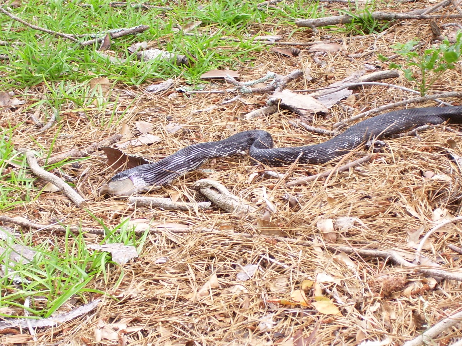 Do Snakes Eat Rabbits Tabitomo