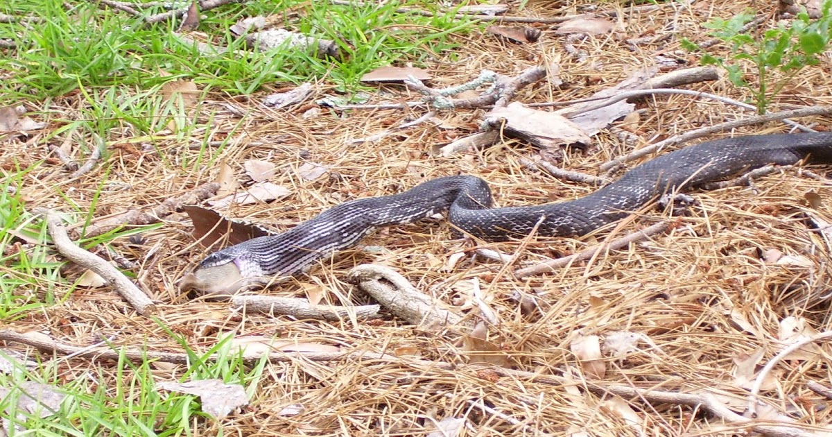 Living Alongside Wildlife Readers Write In Do Snakes Eat Their Prey