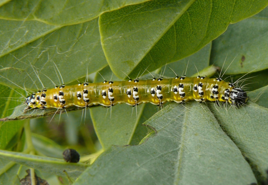 Ohio Birds And Biodiversity A Caterpillar To Watch For