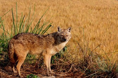 All About Animal Wildlife: Jackal Information and Photos-Images 2012