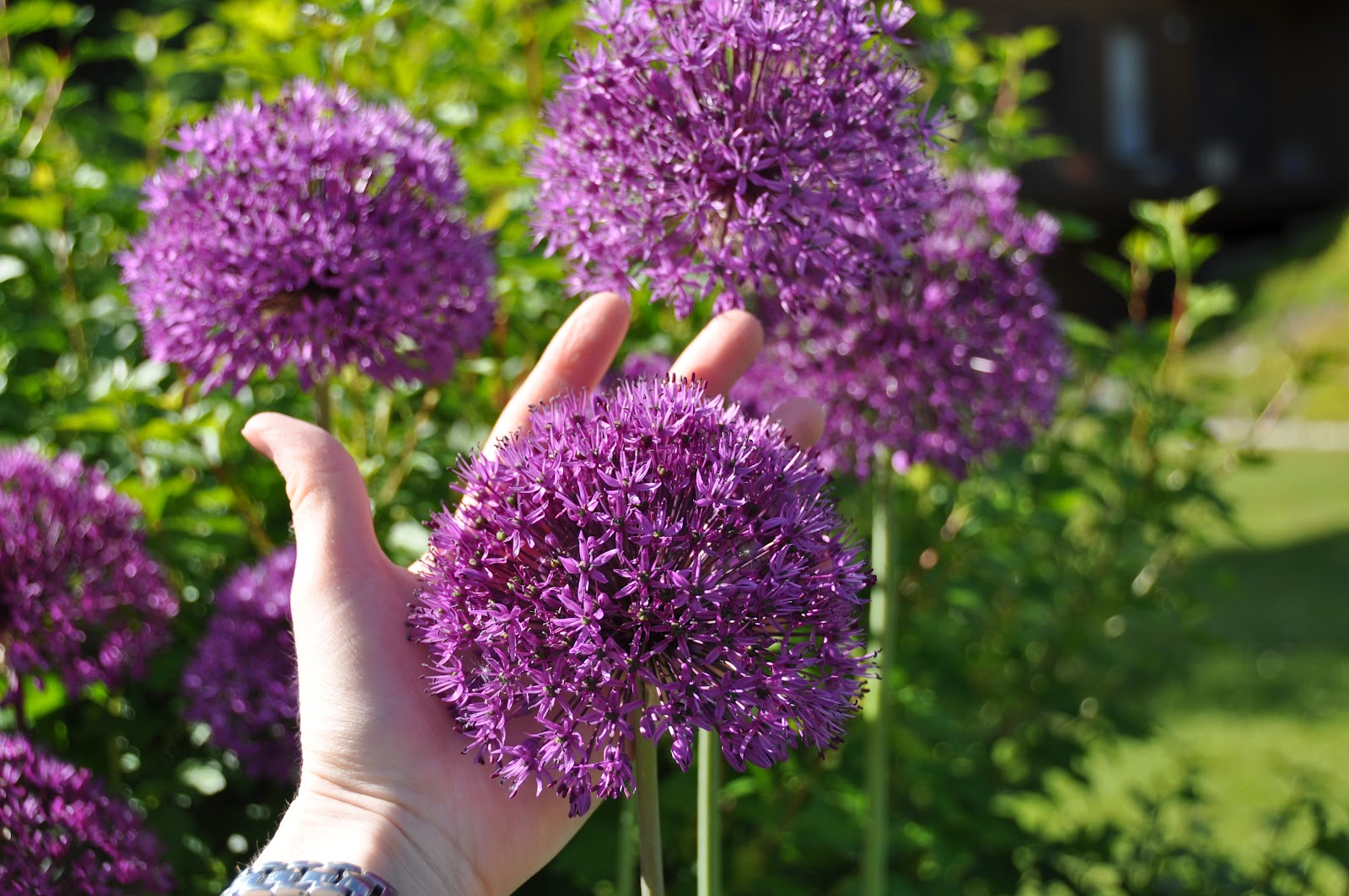 Northern Exposure Gardening Awesome Alliums, the