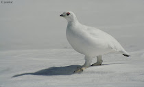 Perdices blancas. Ptarmigan