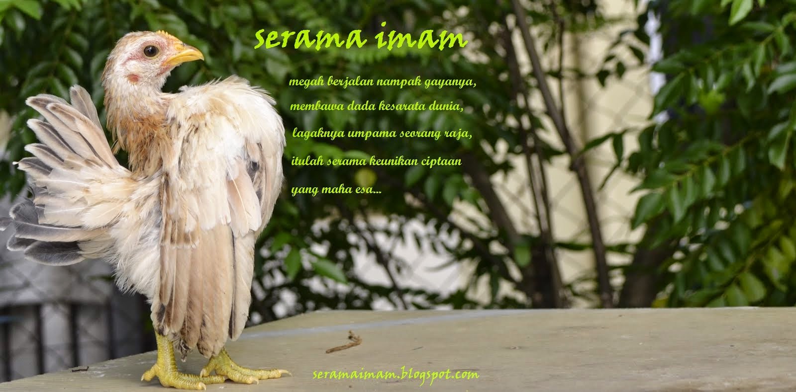 SERAMA IMAM