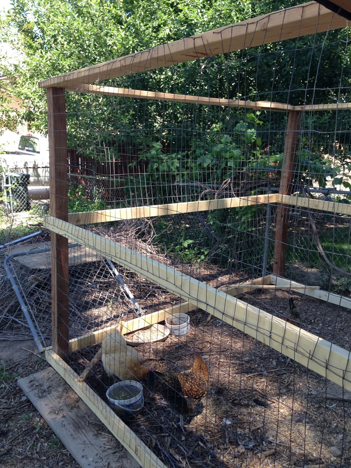 Thy Word New chicken pen/ poultry prison!
