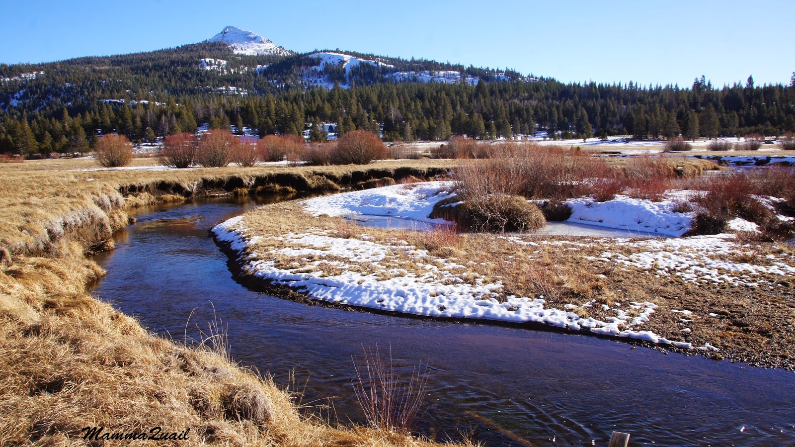 Mamma Quail Hiking California An Alternative to Skiing Winter Hiking
