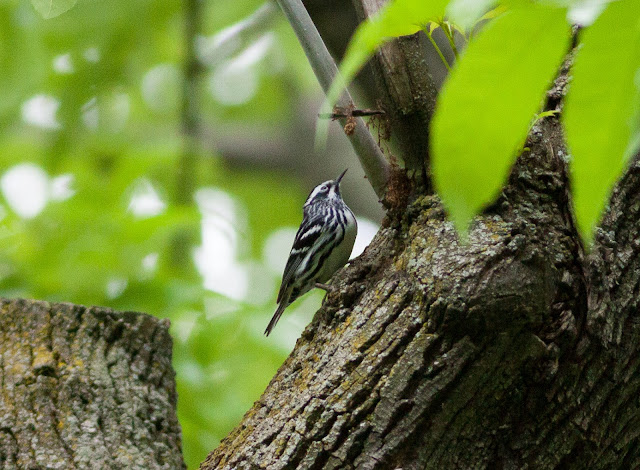 Black and White Warbler - Central Park, New York