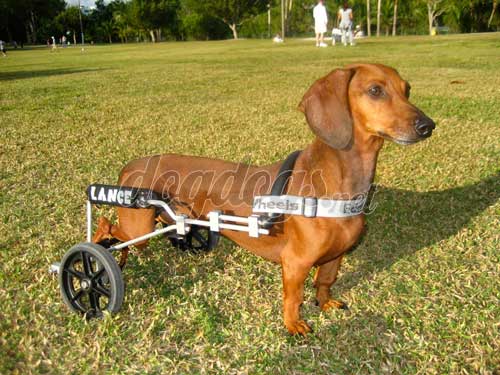 How Do You Get Sap Off A Dog How Do You Get Sap Off A Dog