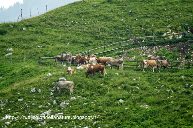 Flora e Fauna del Monte Baldo