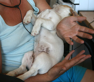 Thelma completely sparko on A's lap Thelma completely sparko on A's lap