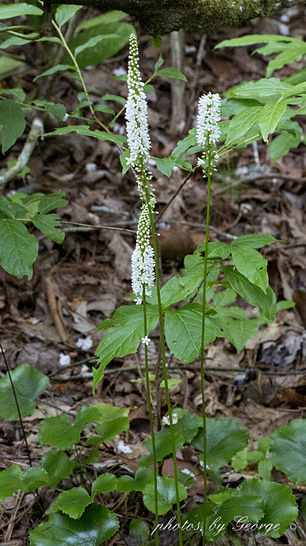 "What's Blooming Now" Galax, Beetleweed, Coltsfoot, Wand flower