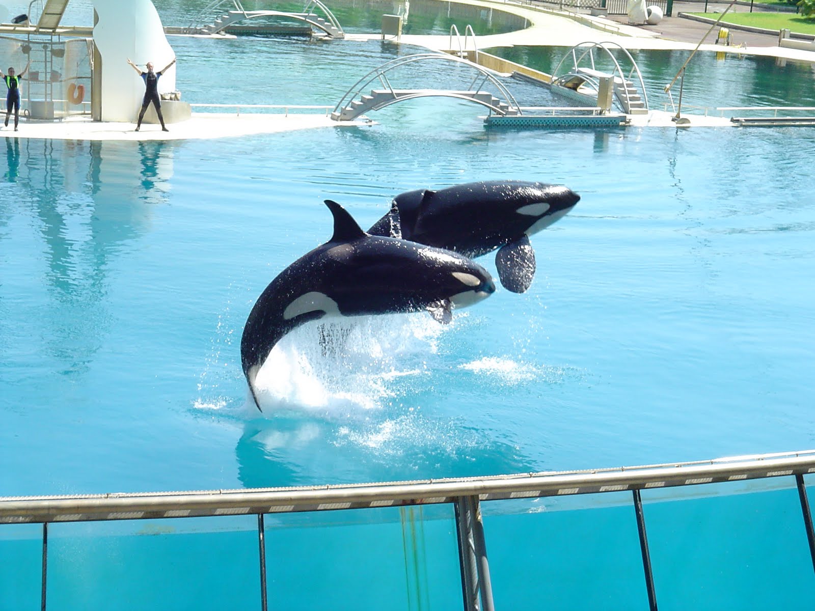 rencontre avec les dauphins mandelieu