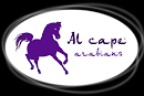 Caballos árabes