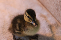 Miss Puddle-Duckling