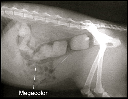 What Can Cause Constipation In Cats What Can Cause Constipation In Cats