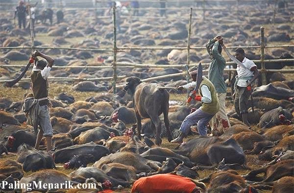 Festival Paling Aneh di Dunia dengan Membunuh 250.000 Binatang Festival Paling Aneh di Dunia dengan Membunuh 250.000 Binatang