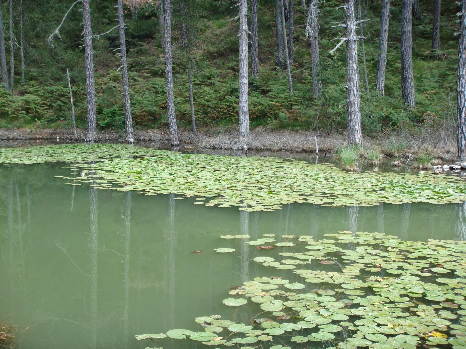 Ανατολικό Ζαγόρι