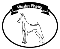Pinscher miniatura