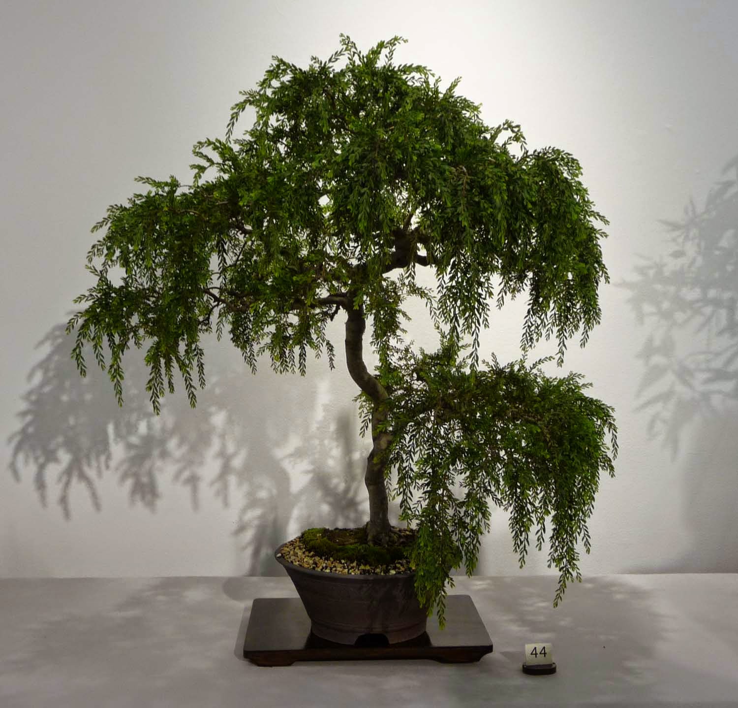 Bonsai Amp Pottery April 2015 Bonsai Amp Pottery April 2015