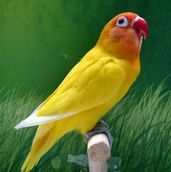 Foto Burung Lovebird Pastel Terbaik