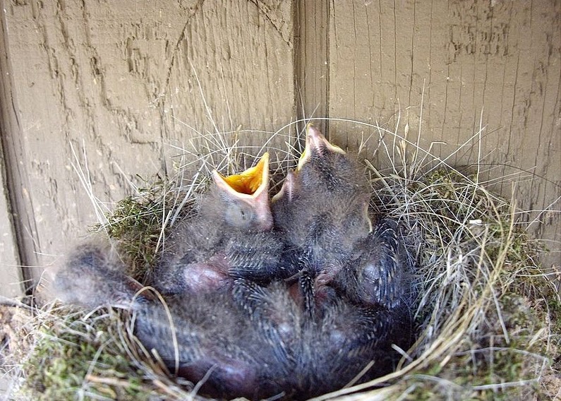 eastern nest phoebe porch under phoebes northeast bird common nesting appalachians mosses wikipedia near