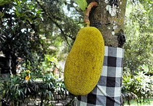 Jack fruit