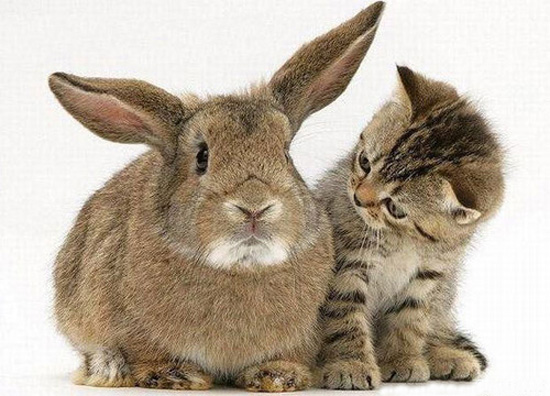 cute pictures of bunnies. of all cute pets are unny