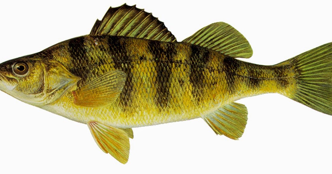 Take it Outside Fish Iowa! Iowa Fish Species Perch Family