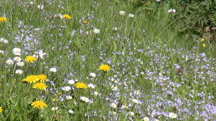 Dandelions