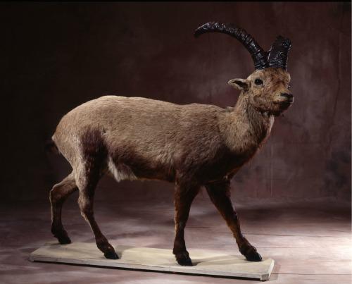 Ibex Animal Clone