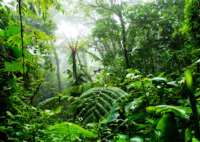 El Héroe que creó una Selva (solo) El+bosque+de+Jadav+Payeng