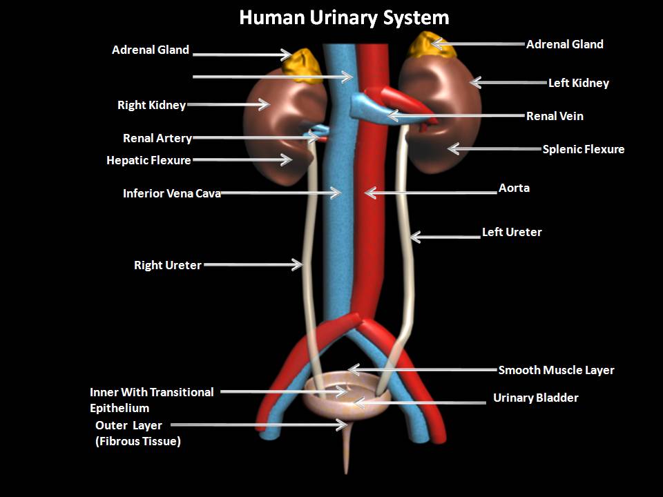 Manash (Subhaditya Edusoft): URINARY SYSTEM: Filter System of Human Body