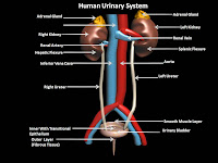 Urinary Tract Diagram Urinary Tract Diagram