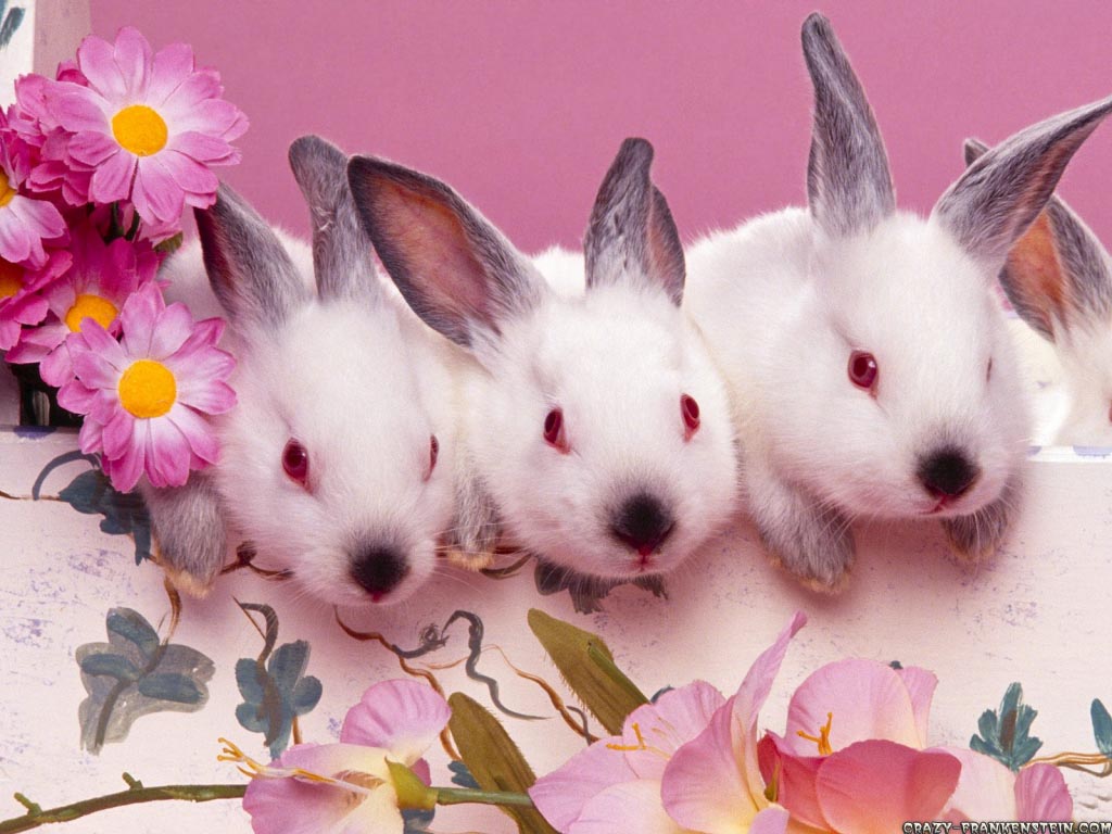 Anime Manga Wallpaper: Cartoon Bunny Wallpaper