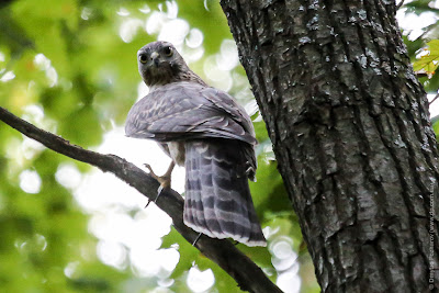 Ястреб тетеревятник. Goshawk. Accipiter gentilis.