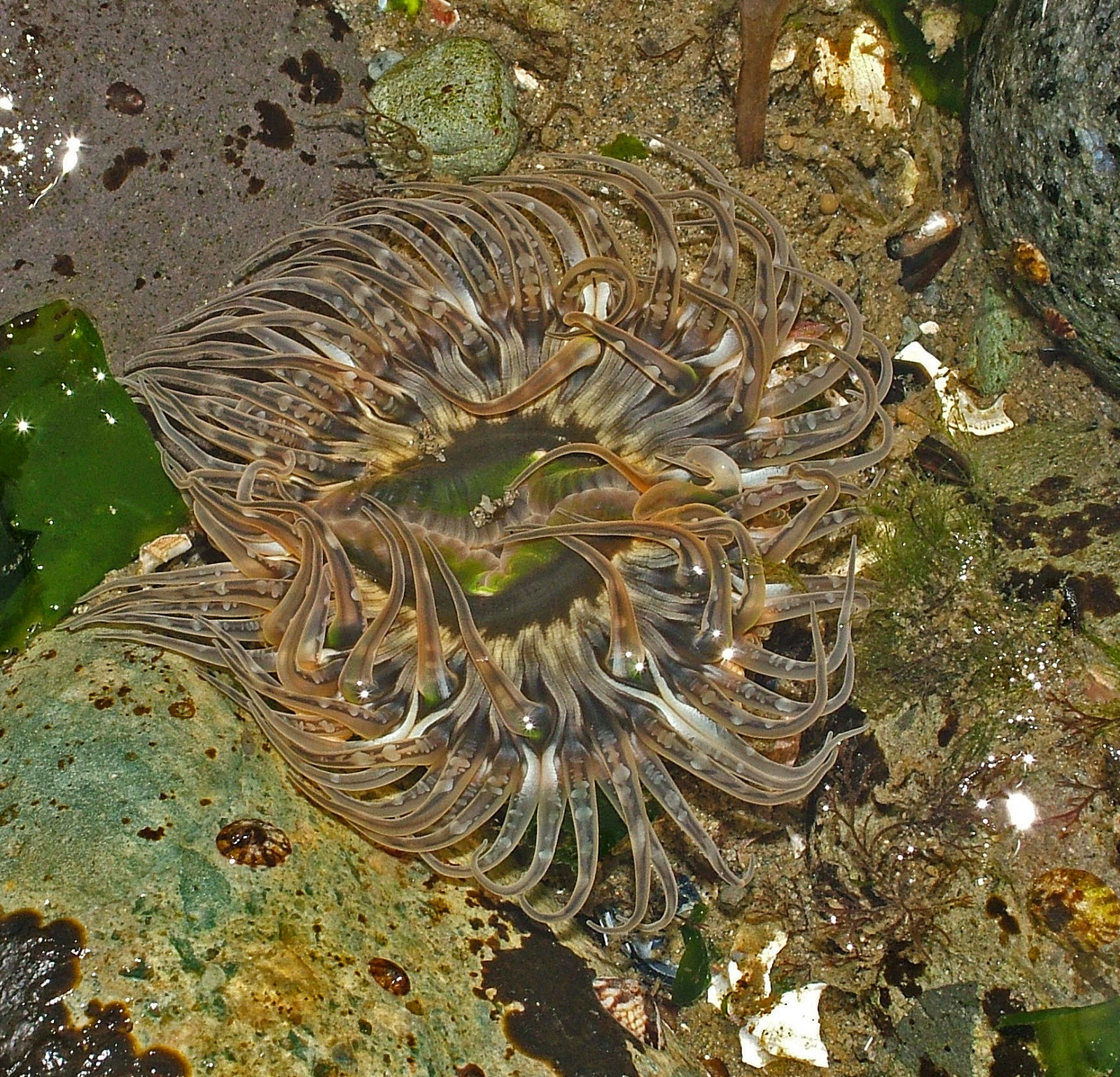 Buzz's Marine Life of Puget Sound: RANDOM COLLECTION OF PUGET SOUND