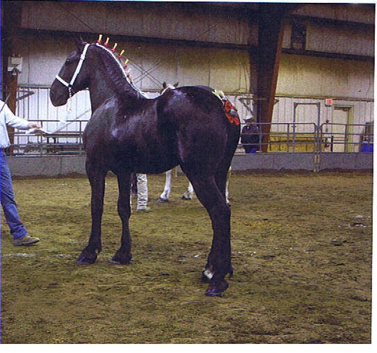 Eaglesfield Brigadier - Yearling (2009)