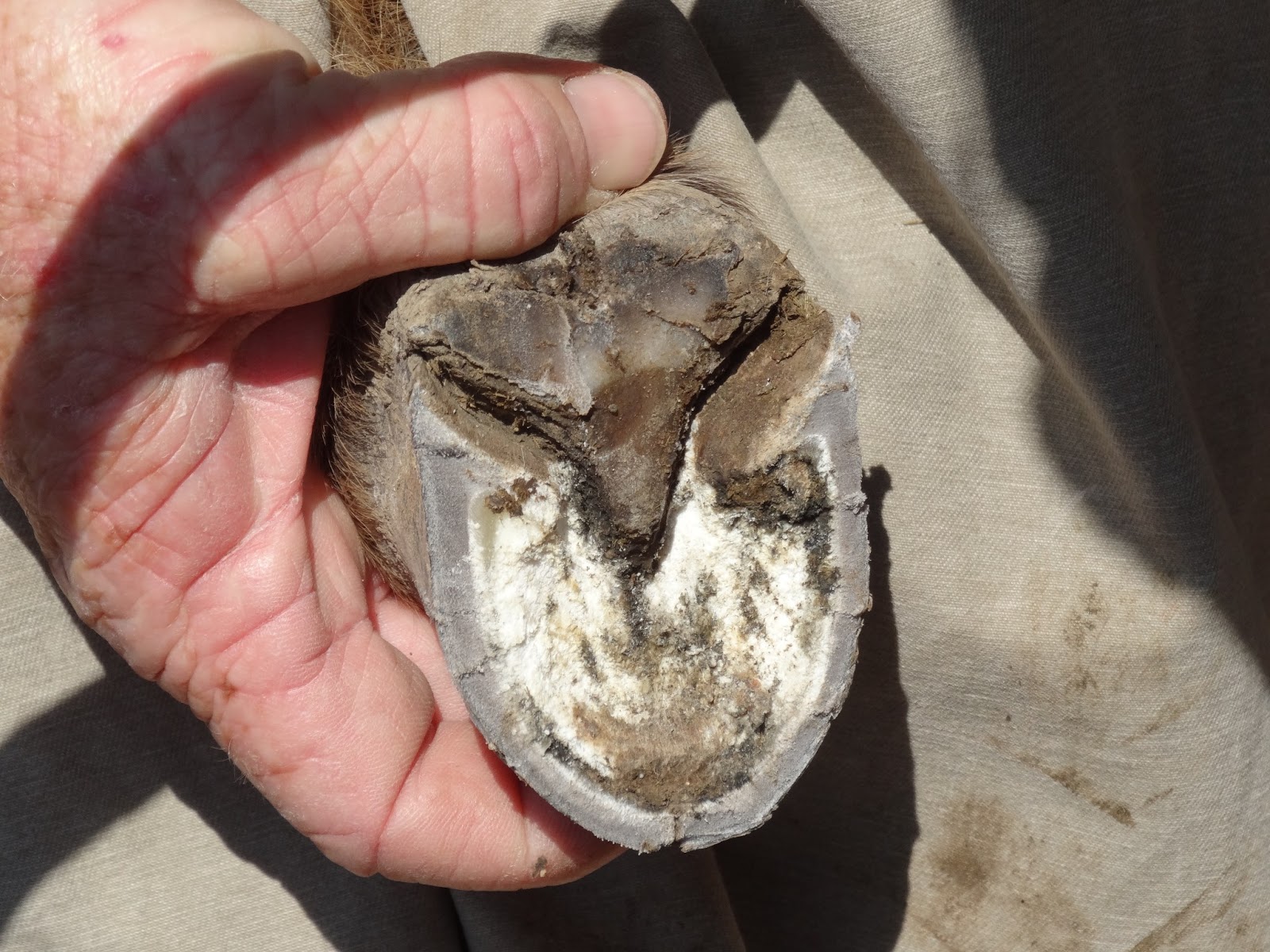 Word and Seed in Uganda I Want a Donkey