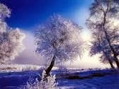 Tree N Frost