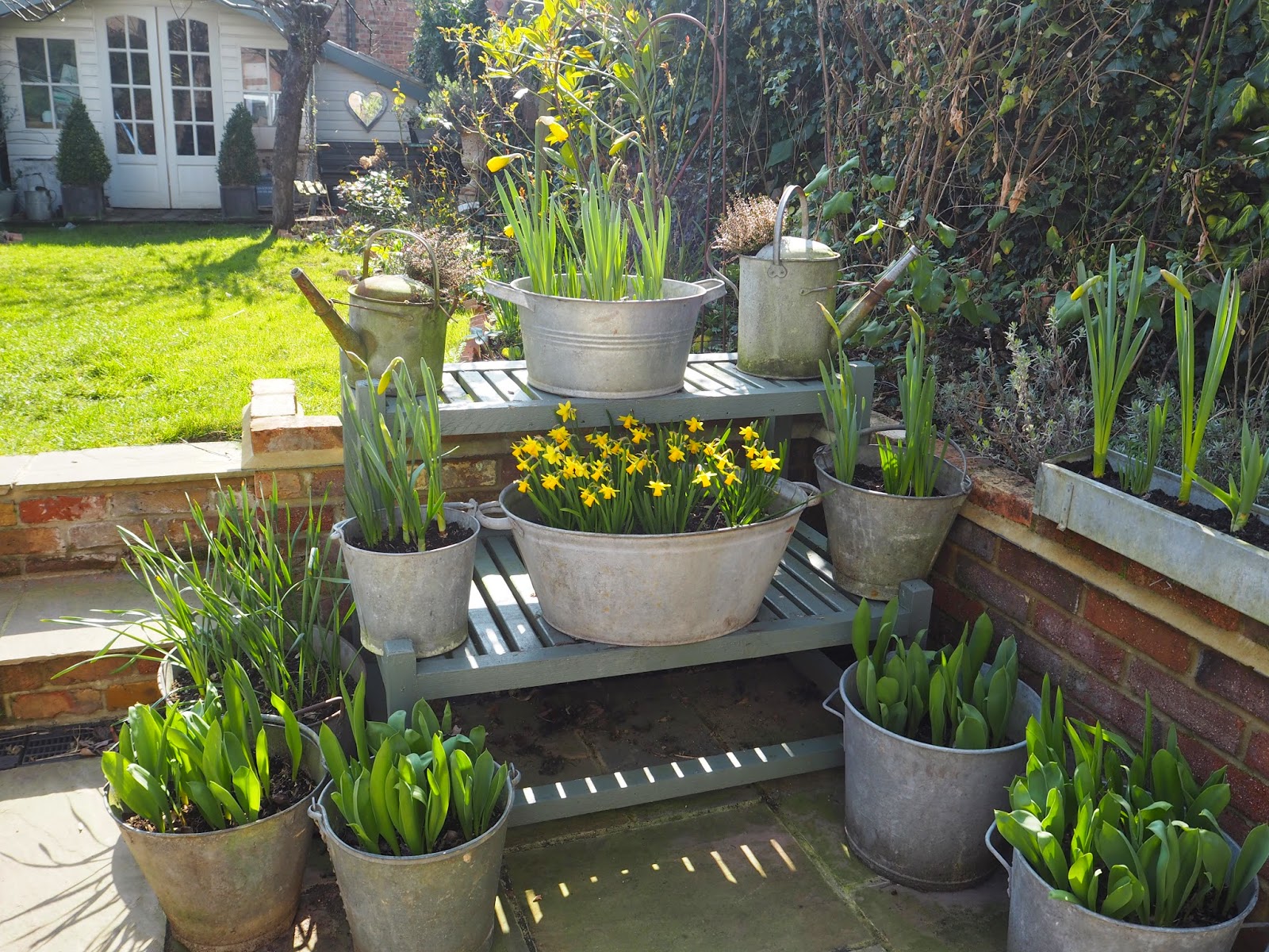 Planting Galvanised Tubs Roses and Rolltops