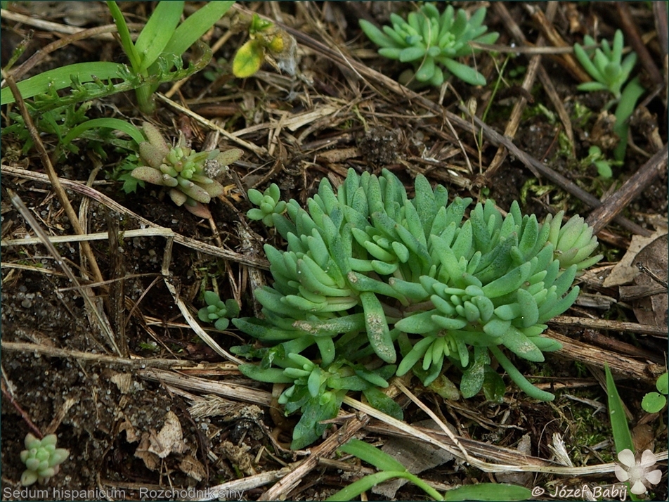 Sedum hispanicum - Rozchodnik siny 