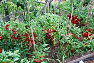 How to Starting Hot Pepper Farming Business