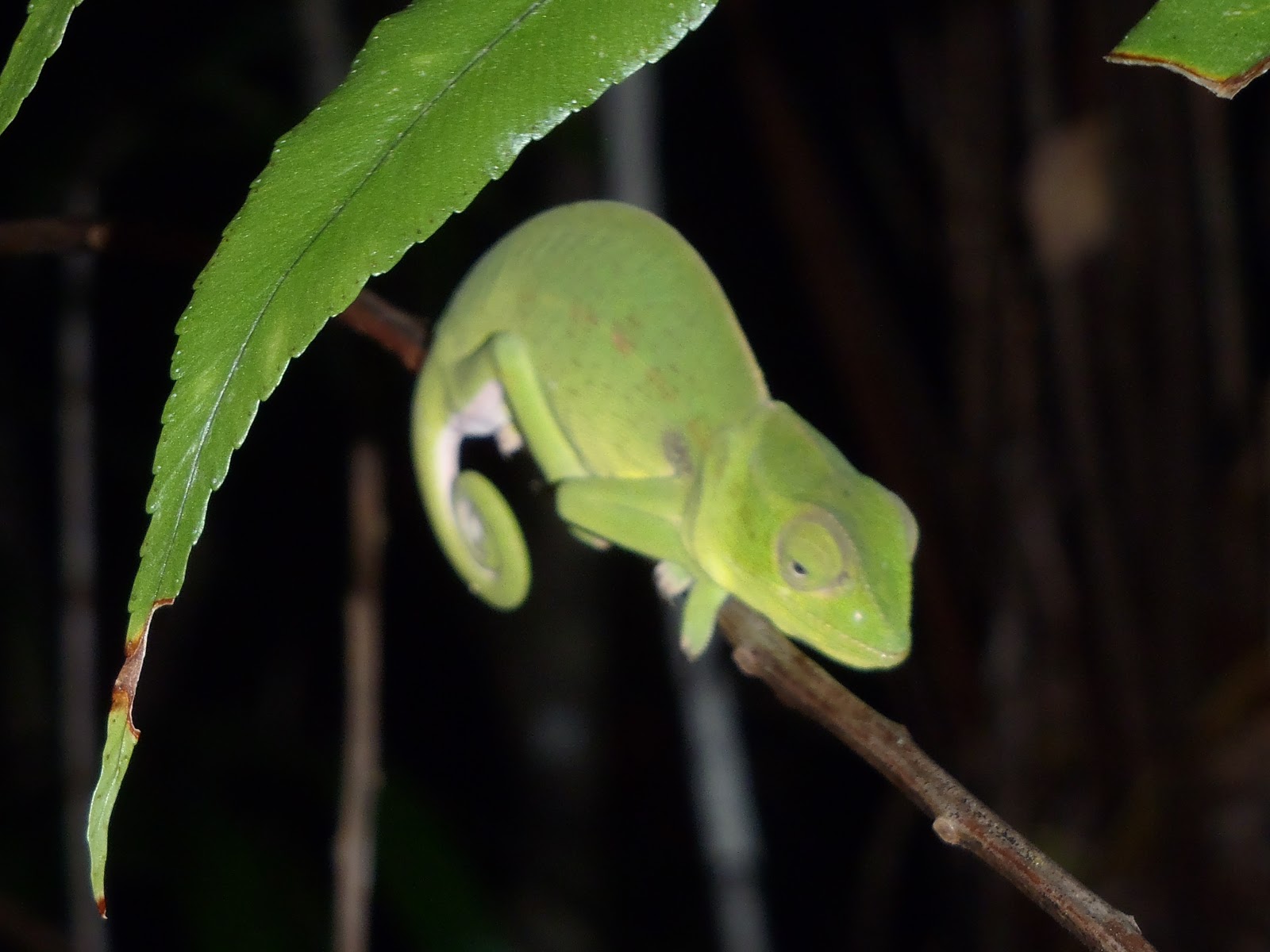 Hapalemur Ever After: Colorful Chameleons!