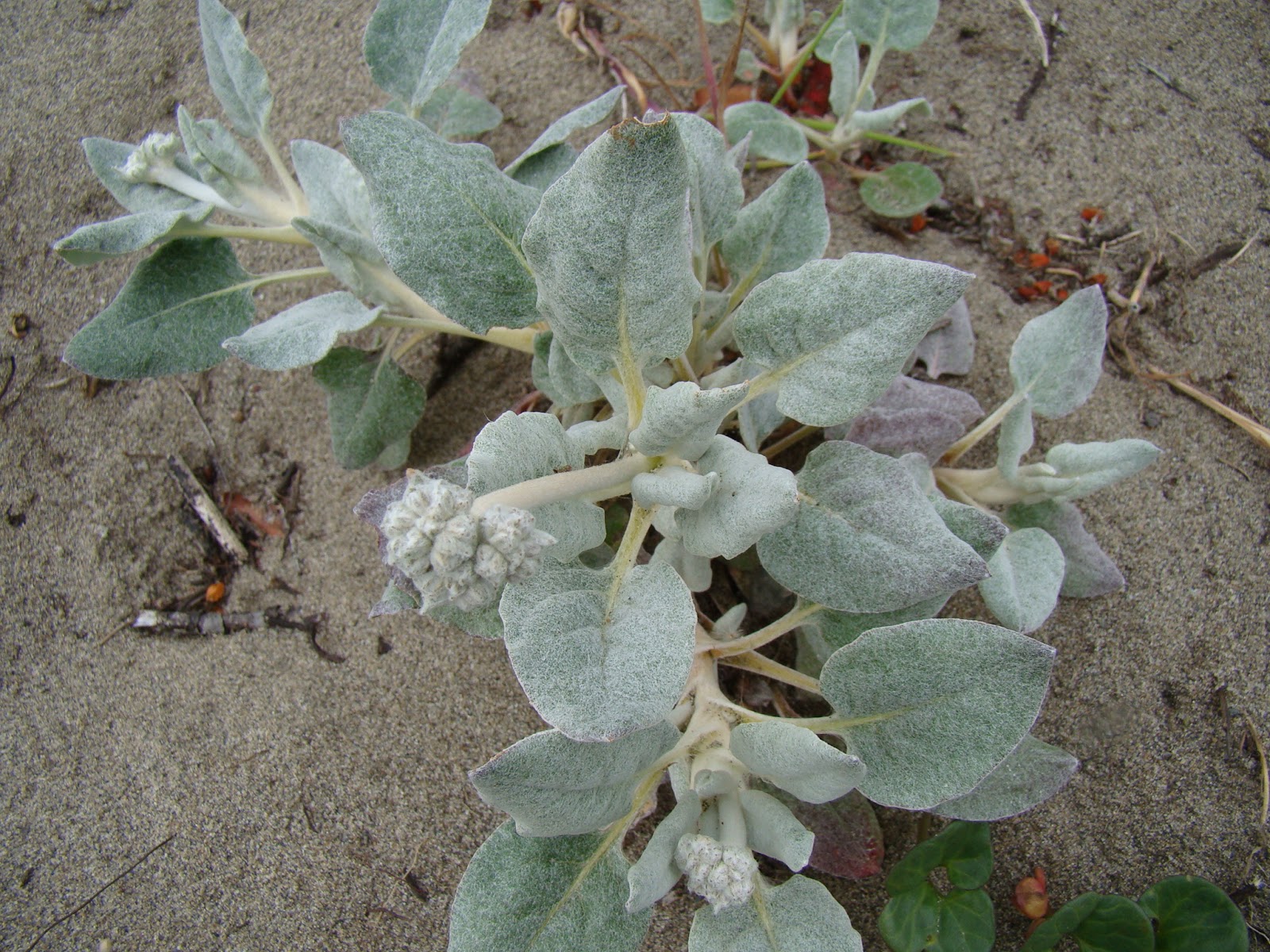 Leaves of Plants Coast Buckwheat