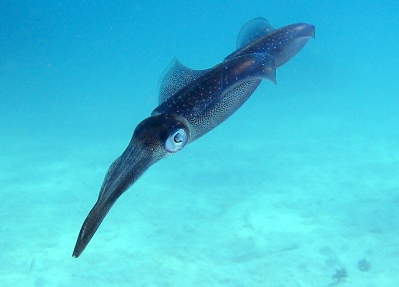 squid photo