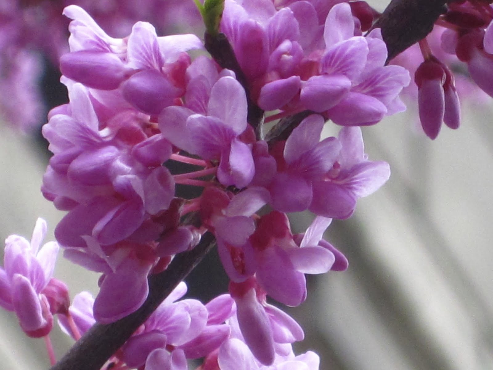 Roberta S 1 Piece Bloomerang Reblooming Lilac Qvc Com