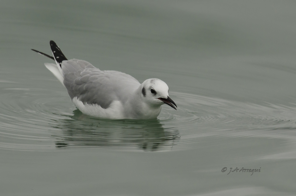 Gaviota de bonaparte, Chroicocephalus philadelphia, Bonaparte's Gull Gaviota de bonaparte, Chroicocephalus philadelphia, Bonaparte's Gull