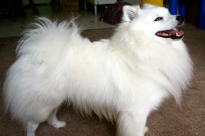 American Eskimo Dog Toy Size For Sale Uk American Eskimo Dog Toy Size For Sale Uk
